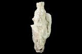 Bargain, Fossil Oreodont (Merycoidodon) Skull - Wyoming #169157-6